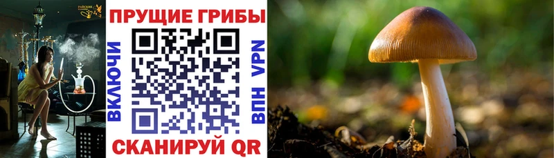 Галлюциногенные грибы GOLDEN TEACHER  Кемь 